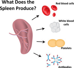 What Does the Spleen Produce Labeled Diagram - obrazy, fototapety, plakaty