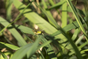 Detail of the Grasshopper in the green Nature