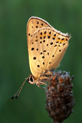 Gold butterfly over blurry green background.