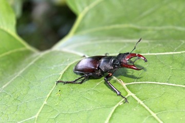 Stag-beetle