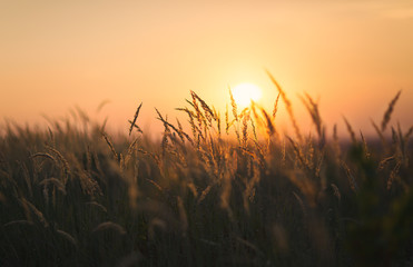 Dried weeds in Backlight. Shallow depth of field. End of Summer Atmosphere. Sunset.