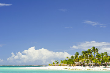 A beach in Aruba with Palm Trees.