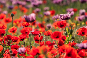 Obraz premium Landscape of poppy flower field.