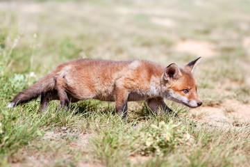 Naklejka na ściany i meble Red fox cub in the meadow.