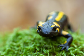 A black yellow spotted fire salamander. 