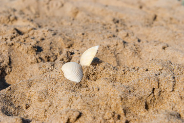 Sea shells on sand.