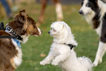 dogs who meet in a park