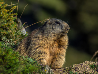 Curious marmot looking out on the Alps - 4