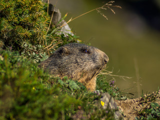 Naklejka na ściany i meble Curious marmot looking out on the Alps - 5