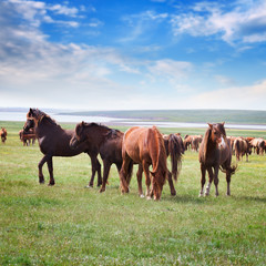 Horses in a field under a blue sky with clouds