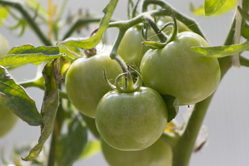 Tomatoes in greenhouse