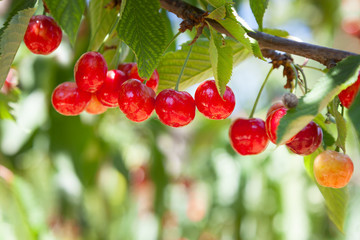 Ripe cherry on a background of green leaves