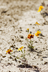 Marigold on sand background