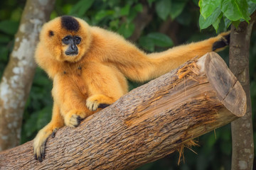 Yellow-cheeked gibbon female, Nomascus gabriellae 