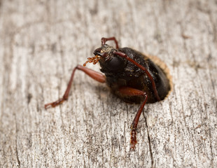 Tragosoma depsarium hatching from pine wood