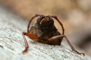 Tragosoma depsarium hatching from pine wood