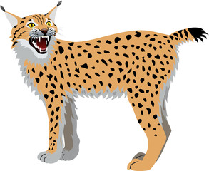 vector wild lynx 