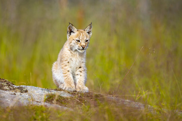 Cute lynx cub sits in meadow