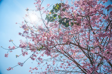 Flowering apricot tree 