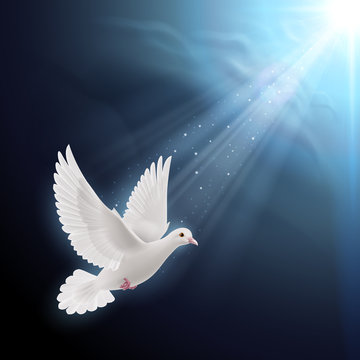 White dove in sunlight