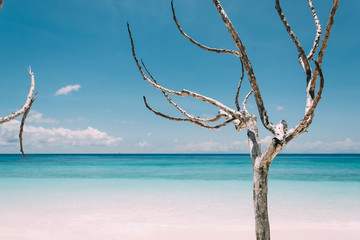 blue sky with beach sea and brance - vintage film filter