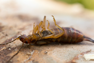 Earwig on wood