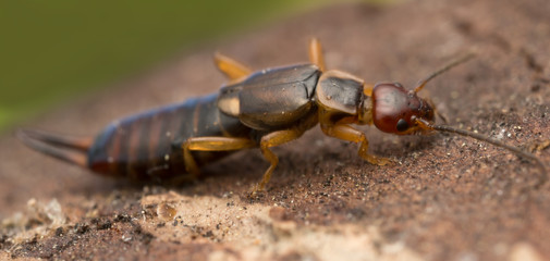 Earwig on wood