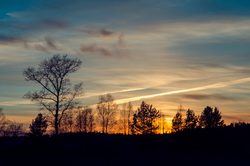 The trees on the background of the sunset sky. Russian nature