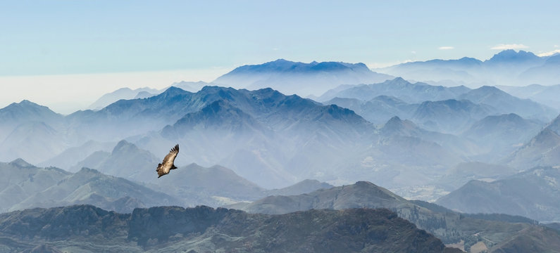 Fototapeta gleitender Geier in den Gipfeln der Picos de Europa in Asturien (Spanien)