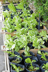 organic and fresh vegetable garden