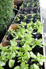 organic and fresh vegetable garden