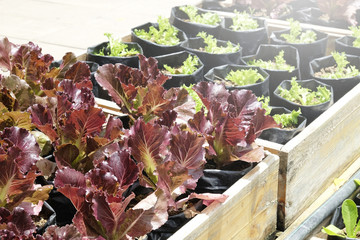 organic and fresh vegetable garden