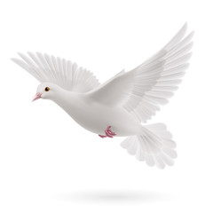White dove