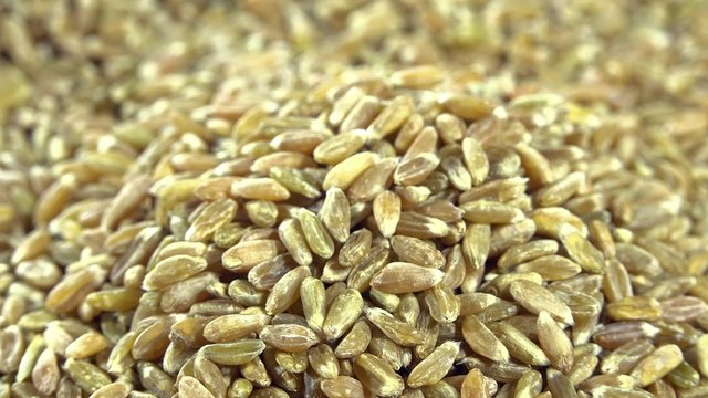 Seamless Loopable Green Spelt (close-up 4K UHD footage)