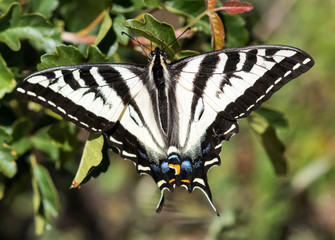 Pale Swallowtail (Papilio eurymedon) adult perched on a leaf. Santa Clara County, California, USA.