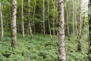 Fototapeta na wymiar birch forest and blackberry growing on the earth
