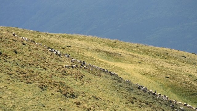 Sheep herd grazing on hill with pasture in Carpathian mountains