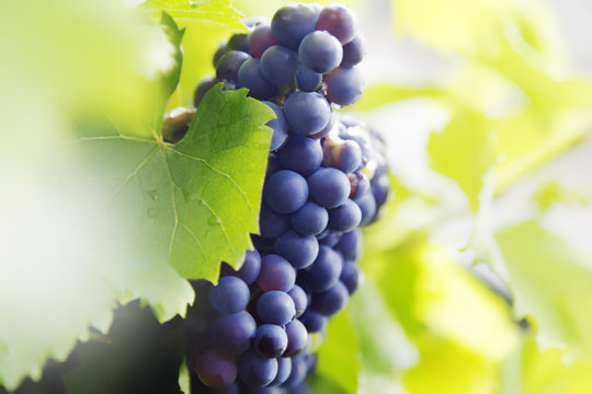 weinrebe