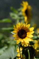 girasole girasoli petali fiore giallo 