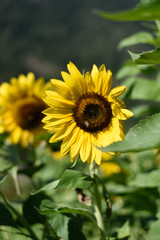 girasole girasoli petali fiore giallo 