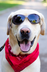 Fototapeta na wymiar A Labrador Retriever with sunglasses