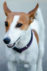 Jack Russel