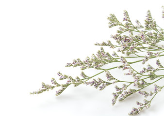 Caspia for Filler Flowers on white background