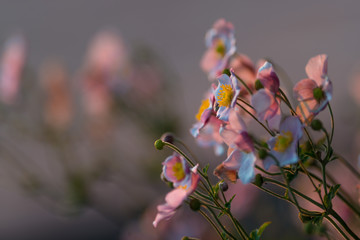 Fiori al tramonto ripresi di lato