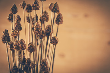 dry grass flower on wood background