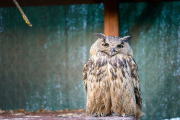 Owl watching