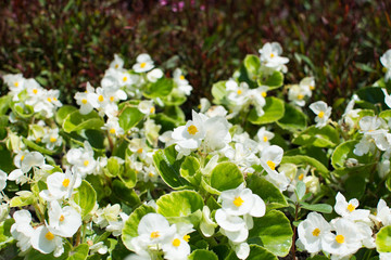 White camellia flowers in city center. Photographed in park, on a nicesummy day. Focus is on center flower.

