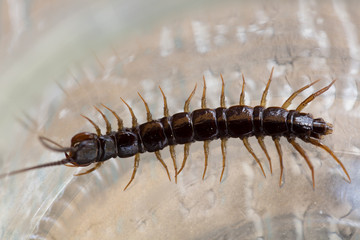 Centipede in a patio garden