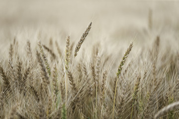 Obraz premium 小麦畑