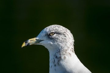 SEAGULL 082015 a